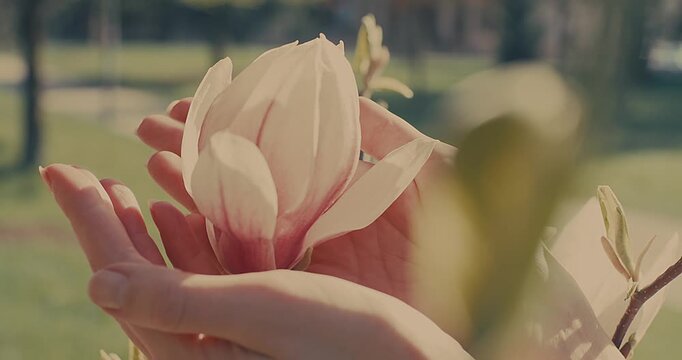 Female Hand Gently Touching Camellia Flower on Sunny Spring Day, Close Up
