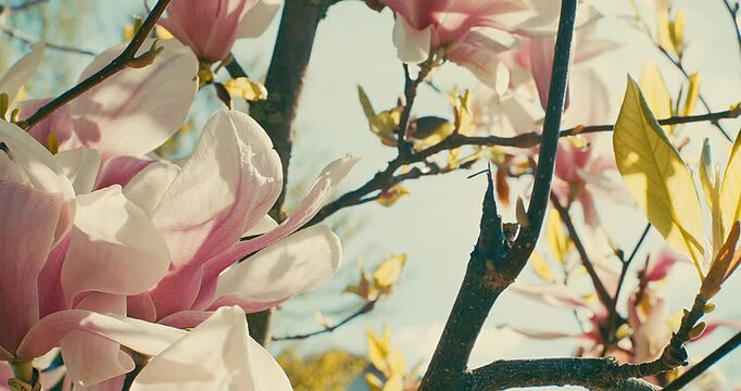 Camellia Flowers Blooming on Sunny Spring Day, Close Up