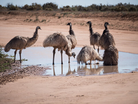 A group of emus drinking from a puddle of water on a dirt road in outback Australia