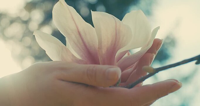 Female Hand Gently Touching Camellia Flower on Sunny Spring Day, Close Up