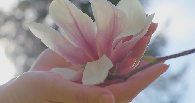 Female Hand Gently Touching Camellia Flower on Sunny Spring Day, Close Up