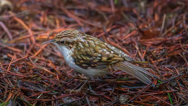 Eurasian Treecreeper, Certhia familiaris, perched and hopping around at Pow Hill Nature Reserve, County Durham 