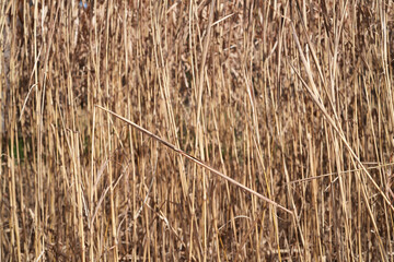 枯れたススキ