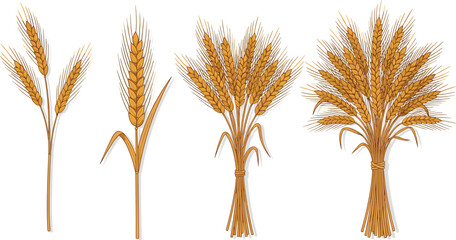 Illustration of wheat stalks in various stages of growth from different viewpoints