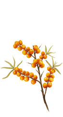 Vibrant Sea Buckthorn Berries Branch Orange Background Detailed Illustration