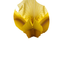 Vibrant Yellow Iris Flower Macro Focus Soft Light Transparent Background