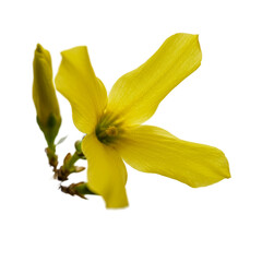 Vibrant Yellow Forsythia Flower Bud Isolated on Yellow Background Macro