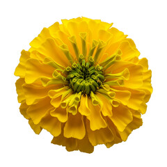 Vibrant Yellow Marigold Flower Isolated Realistic Photo with Bright Yellow Background