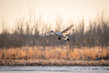 Single Tundra Swan in Flight Landing on Lake