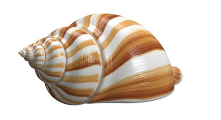 Spiral Seashell with Orange and White Stripes