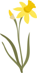 Daffodil Bloom With Bud Cartoon