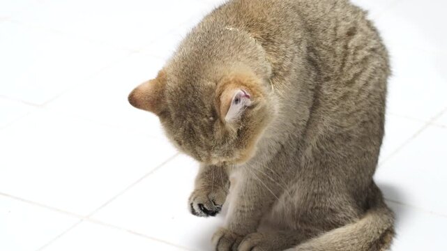 Domestic cat grooming itself, showcasing soft fur and focused expression while sitting on tiled floor, highlights cleanliness and natural behavior of this beloved pet animal