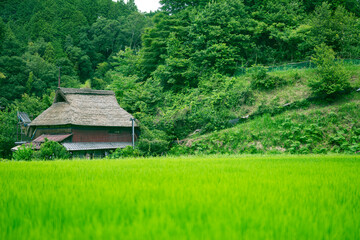 かやぶき屋根の家と田んぼ © Kazuki Yamada