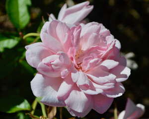 Stunning pink roses in a sunny garden.