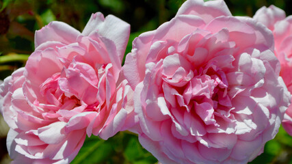 Stunning pink roses in a sunny garden.