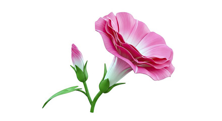 Pink Morning Glory Flower and Bud