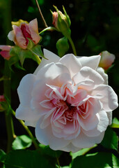 pink and white rose