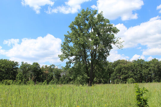 Single eastern cottonwood tree with an oak sapling in front at Somme Prairie Nature Preserve in Northbrook, Illinois