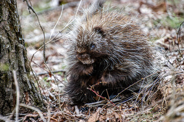 young porcupine on the ground in spring close-up