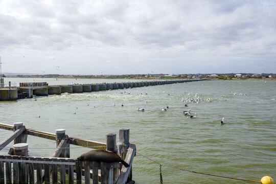 The Barrage lock at the mouth of the Murray River in South Australia, near Goolwa. Pelicans and seals at the barrage.