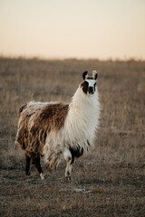 Naklejka premium llama in a field in rural kansas