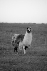 Naklejka premium llama in a field in rural kansas