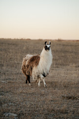 Naklejka premium llama in a field in rural kansas