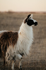 Naklejka premium llama in a field in rural kansas