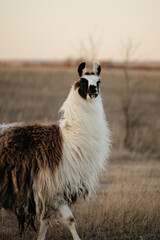 Naklejka premium llama in a field in rural kansas