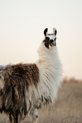 Naklejka premium llama in a field in rural kansas