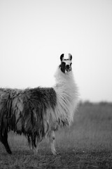 Naklejka premium llama in a field in rural kansas