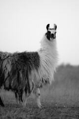 Naklejka premium llama in a field in rural kansas