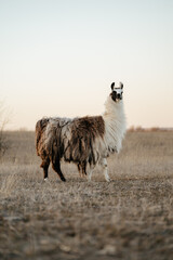 Naklejka premium llama in a field in rural kansas
