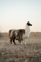 Naklejka premium llama in a field in rural kansas