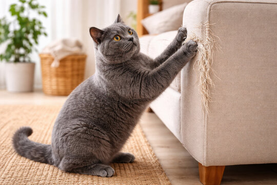 Domestic cat scratching fabric sofa with claws in living room interior. Concept of pet behavior, furniture damage, cat care and problems of pet owners at home.