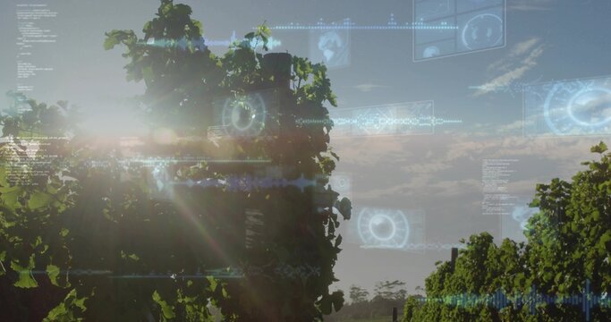 Swaying tall leafy vineyard vines revealing trellis lines in rural vineyard, with HUD overlays