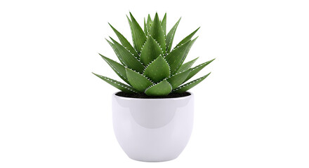 Fototapeta premium Potted Aloe Vera Plant