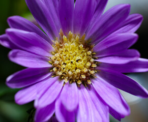 Obraz premium close up of purple flower