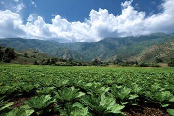 Lush Green Cabbage Field with Mountain Backdrop under Blue Sky and White Clouds, Agriculture Landscape Photography, Agriculture, Summer Season