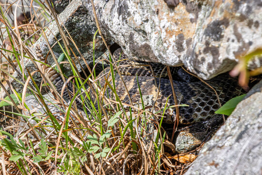 timber rattlesnake crotalus horridus hiding under rocks behind grass with rattle ready