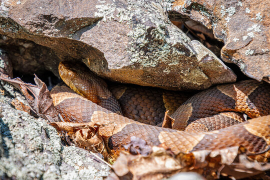 copperhead in the rocks