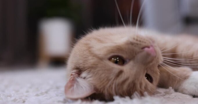 Cute ginger cat playing with ball of yarn on carpet at home, closeup