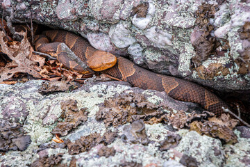 Fototapeta premium copperhead in the rocks