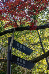 秋の晴れた日の公園　青空に映える美しい紅葉　滋賀県大津市びわこ文化公園　