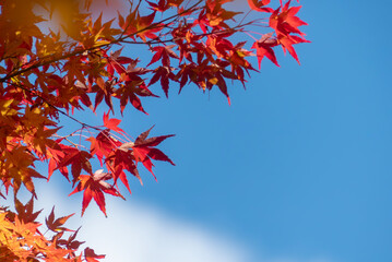 秋の晴れた日の公園　青空に映える美しい紅葉　滋賀県大津市びわこ文化公園　
