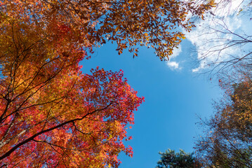 秋の晴れた日の公園　青空に映える美しい紅葉　滋賀県大津市びわこ文化公園　