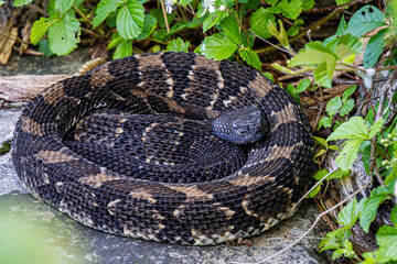 Obraz premium timber rattlesnake crotalus horridus black and chocolate phase black head curled up