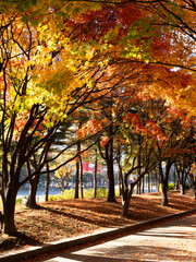 여의도 공원 가을 단풍 전경