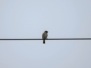 Minimalist bird perched on power line against soft sky background with copy space, solitude mood and clean composition for nature and freedom concepts