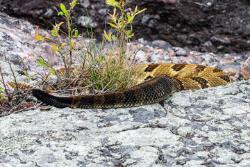 timber rattlesnake yellow phase with yellow head curled up on rocks